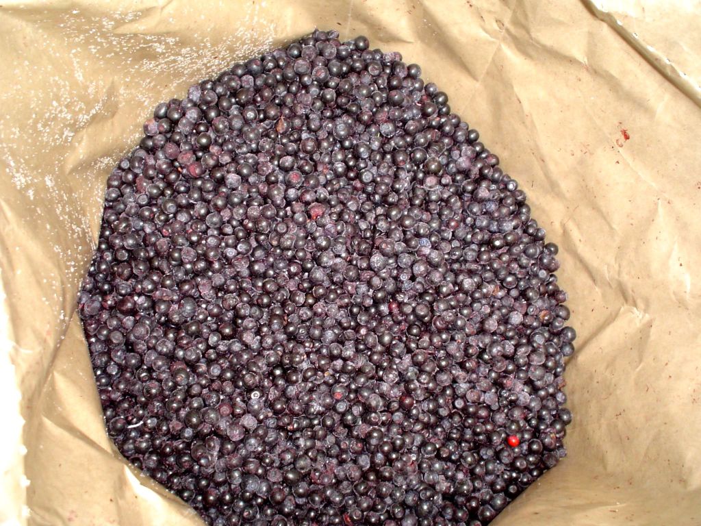 IQF Bilberry