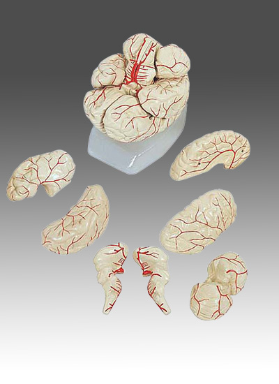 Human Brain with Arteries
