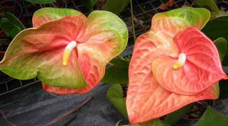 anthurium in vitro plants