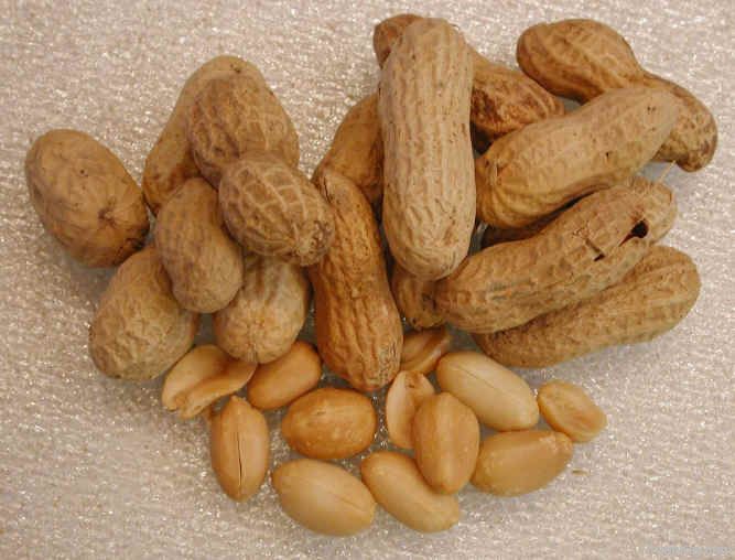 Groundnuts