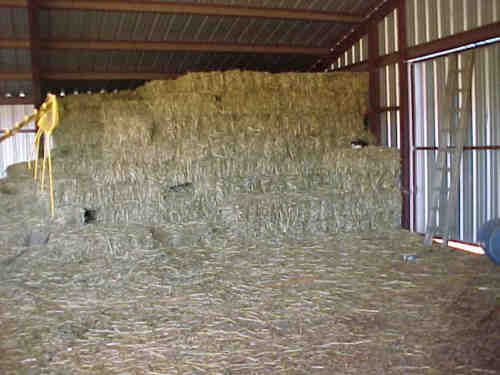 First Cut May Hay