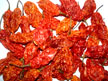 Red Chilly