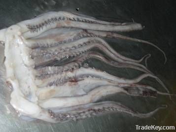 Giant Squid Tentacles