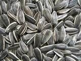 sunflower seeds