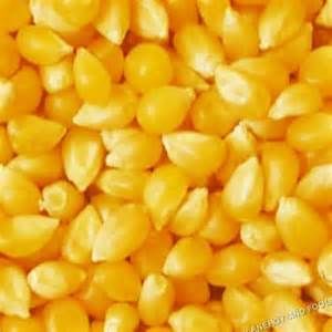 yellow corn