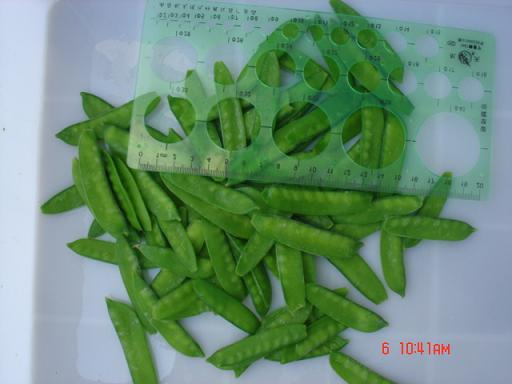 IQF pea pods