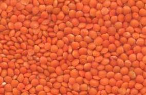 lentil