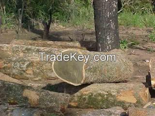 Native Hardwoods Argentina / PALO SANTO BULNESIA round logs debarked with sapwood with CITES