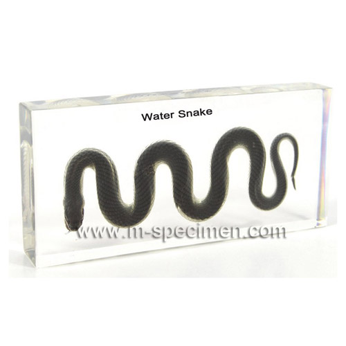 Water Snake Plastomount Educational Embedded specimen