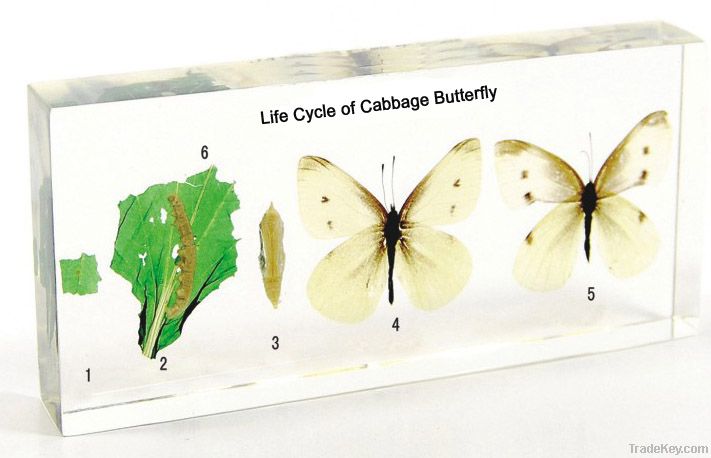 Life Cycle of Cabbage Butterfly Embedded Specimen