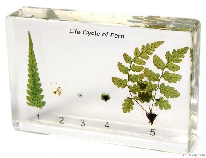 Life Cycle of Fern teaching embedded specimen