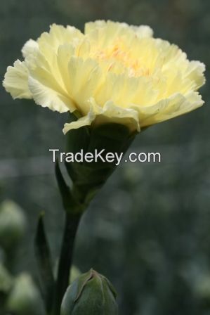 Carnations And Minicarnations From Colombia