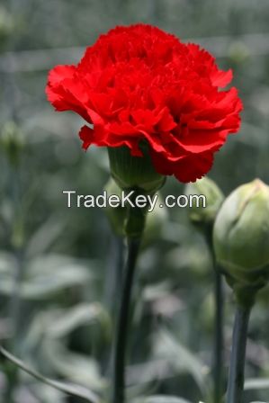 CARNATIONS AND MINICARNATIONS FROM COLOMBIA