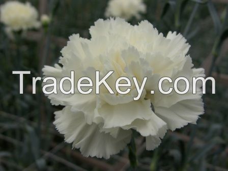 CARNATIONS AND MINICARNATIONS FROM COLOMBIA