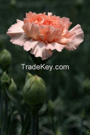 Carnations And Minicarnations From Colombia