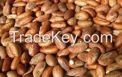 100% Organic Fresh African Bitter Kola Nuts/Garcinia kola Nuts