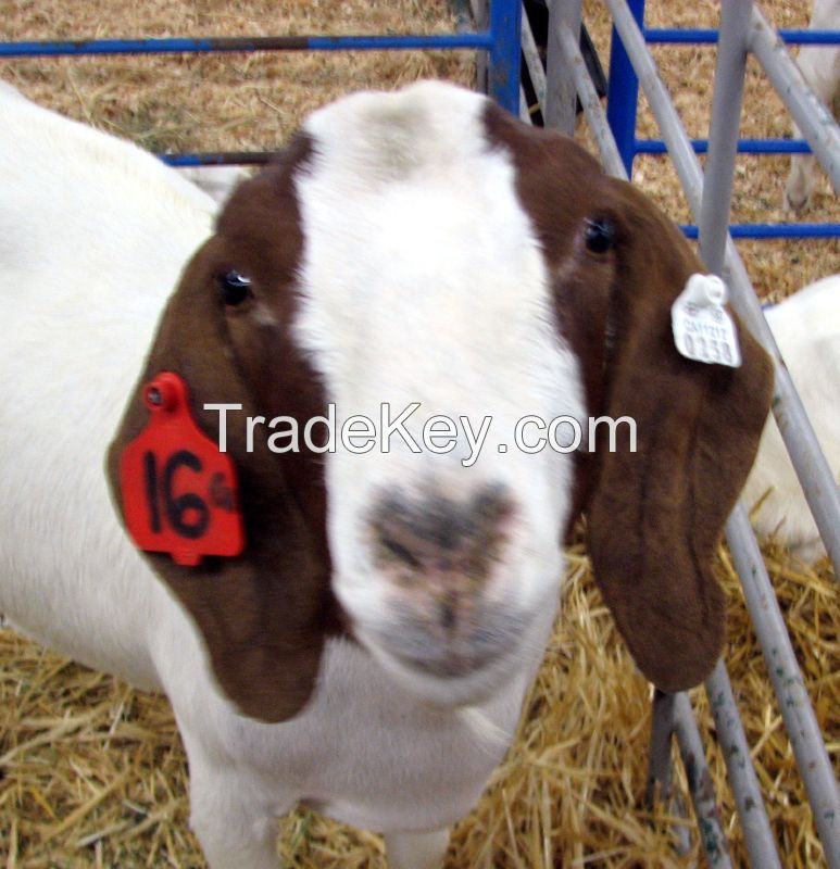 Health Tasted & approved Boer Goats for sell 