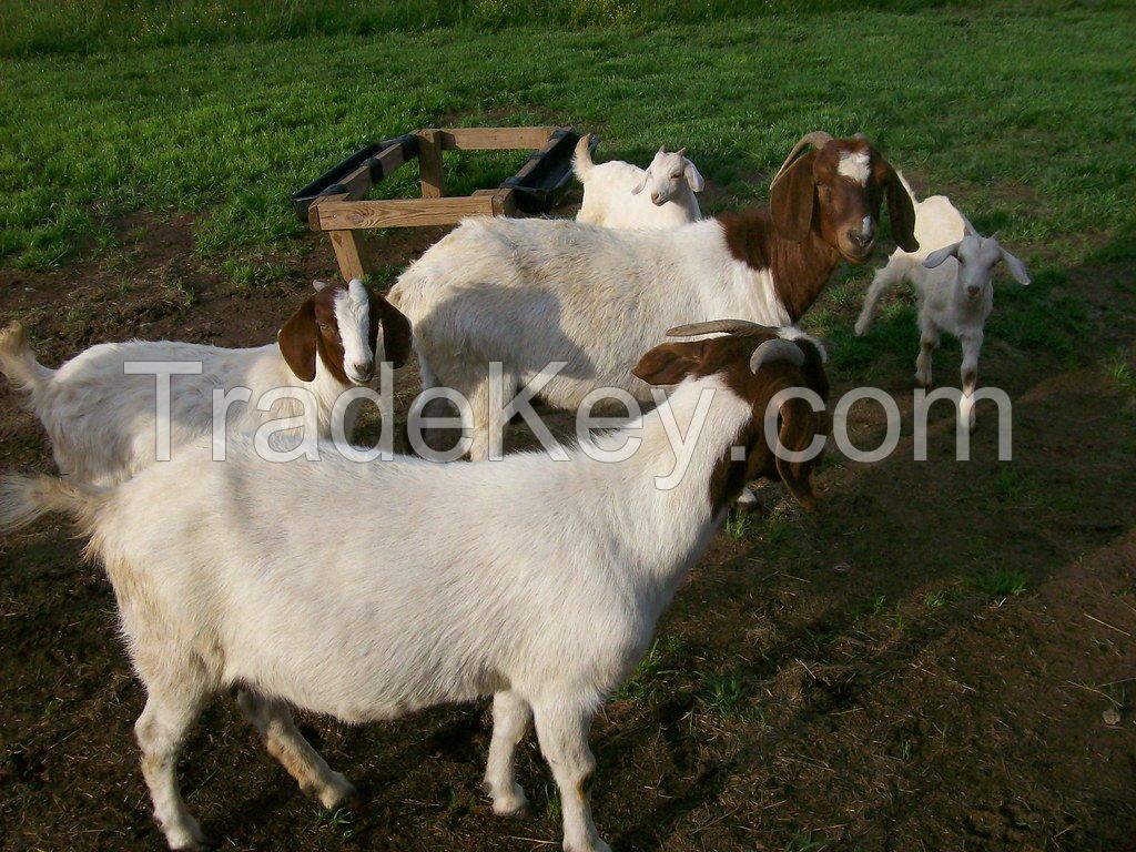 Health Tasted & approved Boer Goats for sell