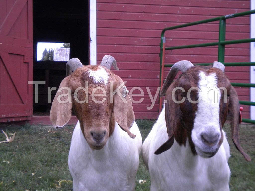 Health Tasted & approved Boer Goats for sell 