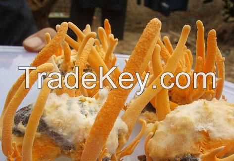 Cordyceps Militaris