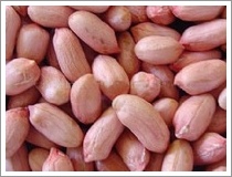 peanut kernels(long type)