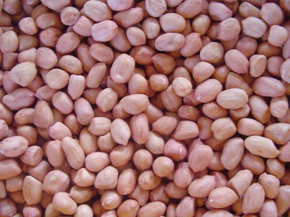peanut kernels(round type)