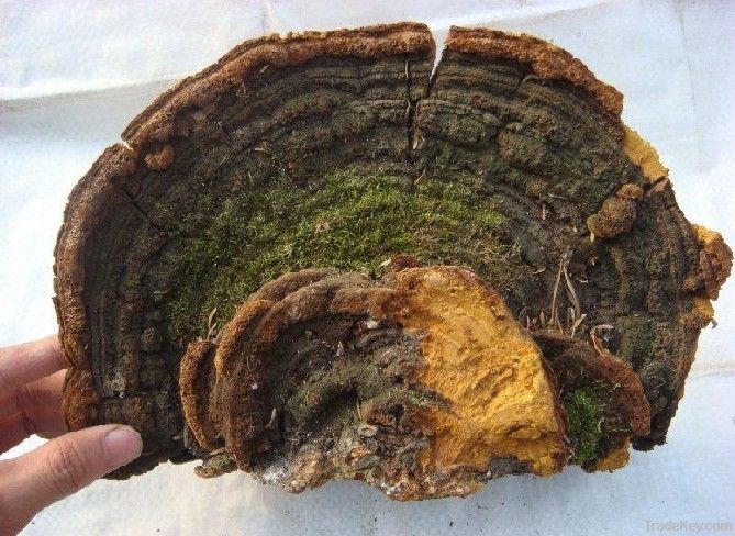 Wilding Ganoderma Lucidum