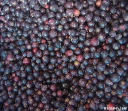 Frozen Black Currant