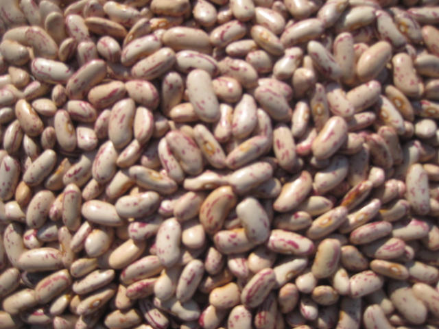 light speckled kedney beans