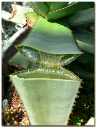 Aloe Vera gel, Aloe Vera Juice, Aloe Vera leaves