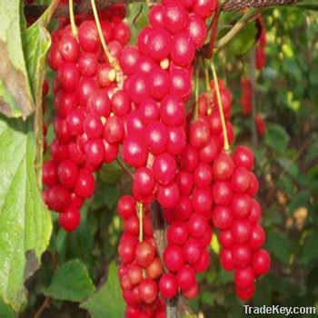 Schisandra Chinensis Extract Schisandrins