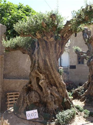 OLIVOS CENTENARIOS