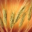 Wheat | Wheat exporter | Wheat distributor | Wheat wholesaler | Wheat supplier | Wheat importer |  Wheat |Wheat for sale | long grain Wheat exporter | buy Wheat online | Wheat for sale |  Wheat exporter | Wheat wholesaler | long grain Wheat buyer |  Wheat