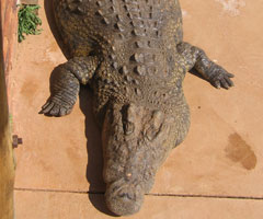 Nile crocodile leather skins