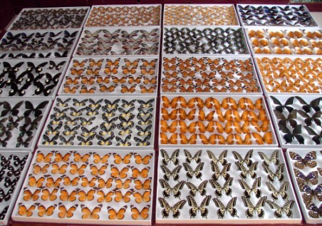 butterfly specimens/World Expo 2010 vendor