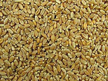 Wheat | Wheat exporter | Wheat distributor | Wheat wholesaler | Wheat supplier | Wheat importer |  Wheat |Wheat for sale | long grain Wheat exporter | buy Wheat online | Wheat for sale |  Wheat exporter | Wheat wholesaler | long grain Wheat buyer |  Wheat