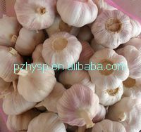 fresh garlic