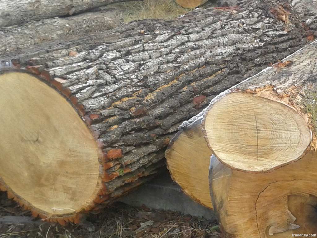 oak logs