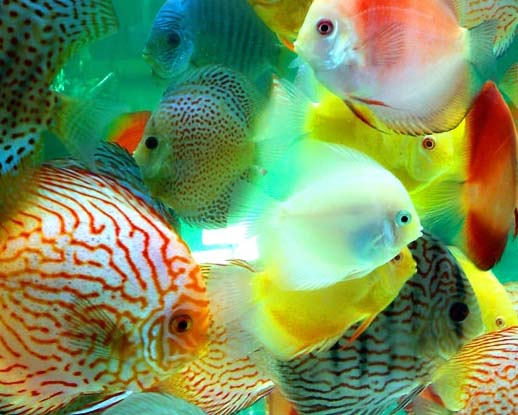 tropical fish / Ornamental fish