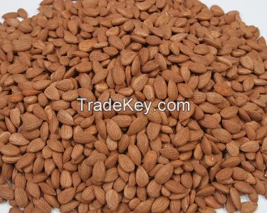 Apricot kernels