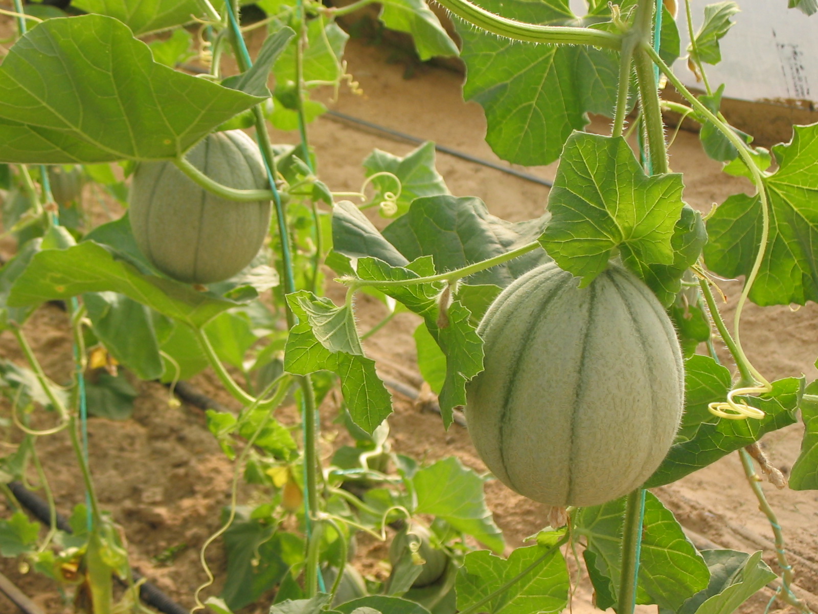 MELON AND WATER MELON