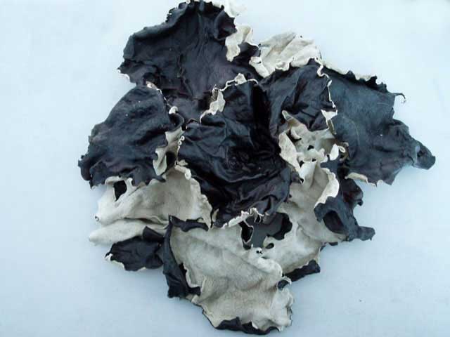 Black fungus