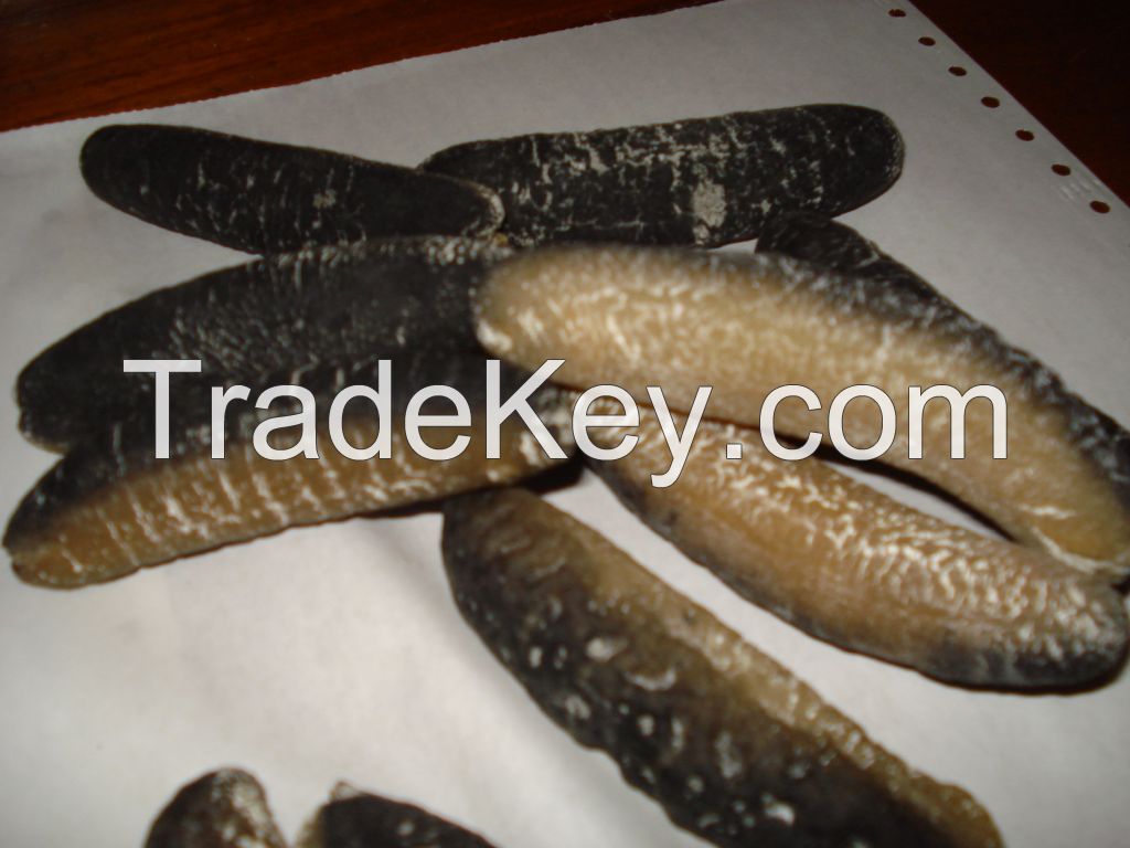  Dried sea Cucumber from sri lanka