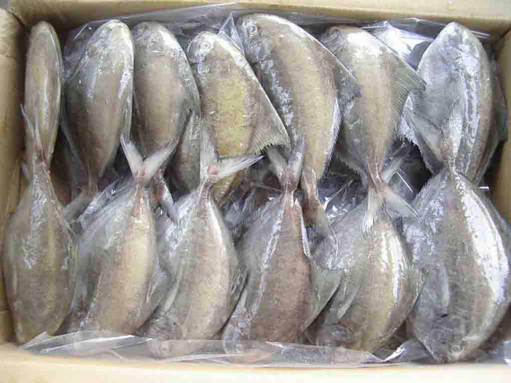 Pomfret Fish