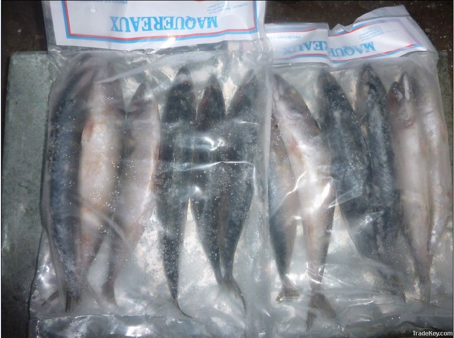 frozen mackerel in 1kgs rider bag