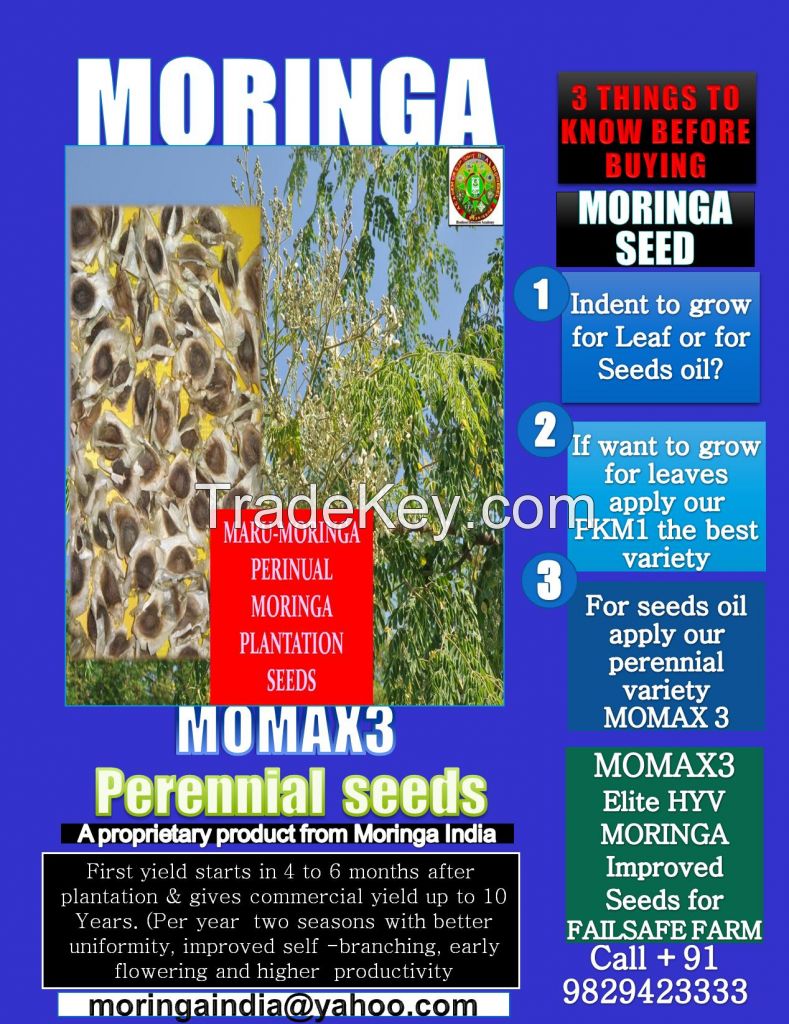 Moringa Perennial Seed