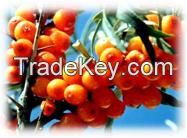 Seabuckthorn Pulp Oil Cas No.: 135669-41-9