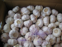 Chinese fresh garlic