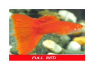 guppy fish full red