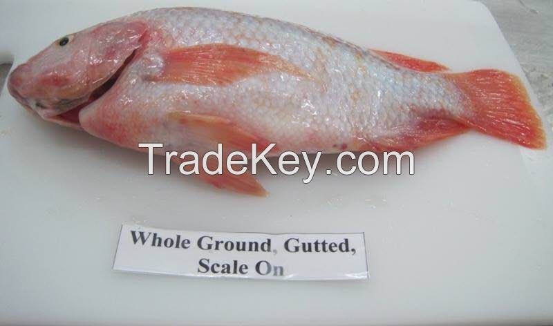 VIETNAM FROZEN TILAPIA GUTTED AND SCALED/ TILAPIA WHOLE ROUND/  TILAPIA GUTTED &amp; SCALED &amp; GILLED / TILAPIA CLEANED (GUTTED &amp; GILLED &amp; SCALED &amp; FINS OFF &amp; TAIL OFF)/ TILAPIA FILLET SKIN ON &amp; BONELESS 
